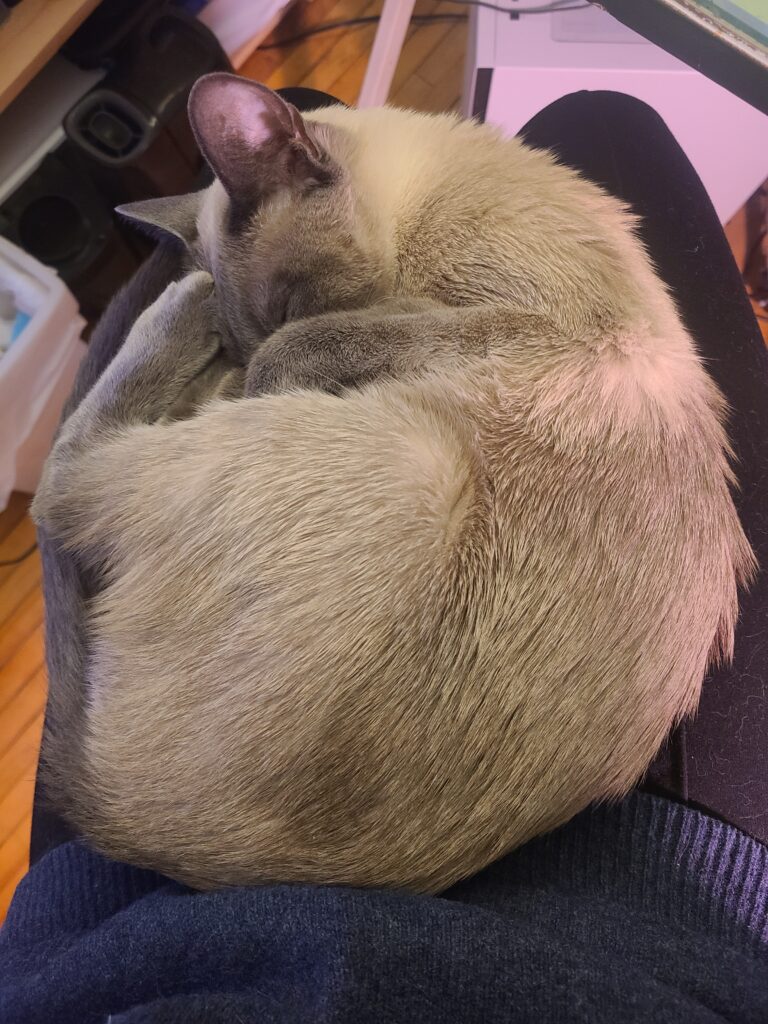 furry croissant